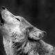 Illustration for article titled Why Dogs Howl